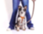 Dog wearing Memoirs Original Plus brown leash during studio photoshoot, styled against a neutral backdrop with soft lighting