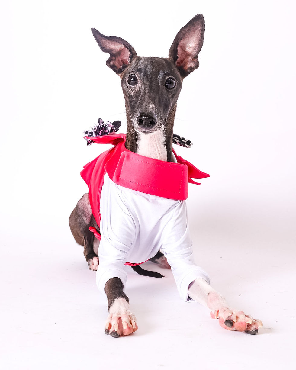More Than Just Photos: Why Pet Photography Matters More Than You Think