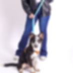 6. Dog wearing a Memoirs Bio light blue leash during a studio photoshoot.