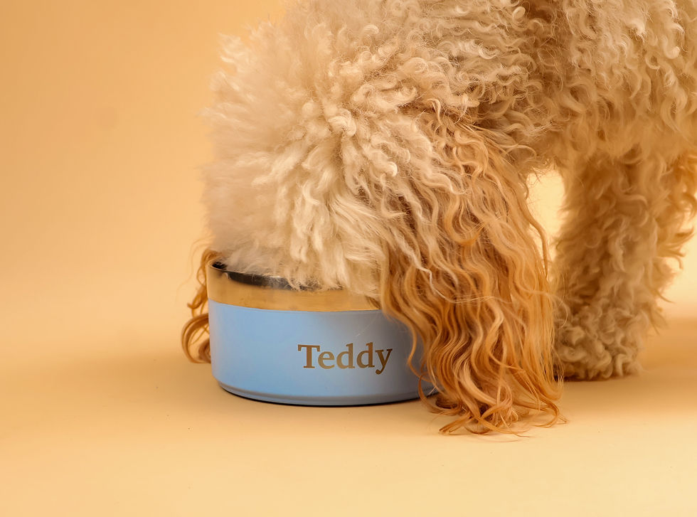 Dog Drinking and Eating From Pet Bowl