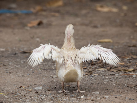 Le Canard (bien) moins boiteux