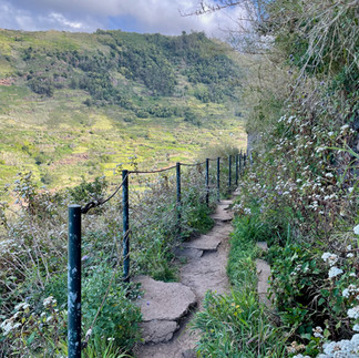 Wild bewachsene Levada