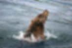 Brown Bear Uprising.jpg