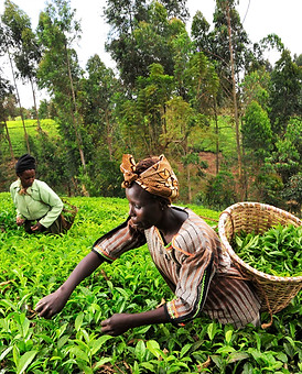 kenya sostenibilita.jpeg