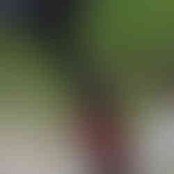 close up of the Son dynamo rear light on the Silice Rohloff bike