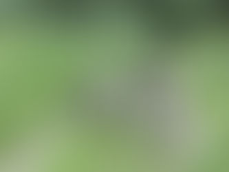 NUA Silice Rohloff titanium gravel bike — Eurobike show build with Gates belt drive and dynamo lighting, size Large