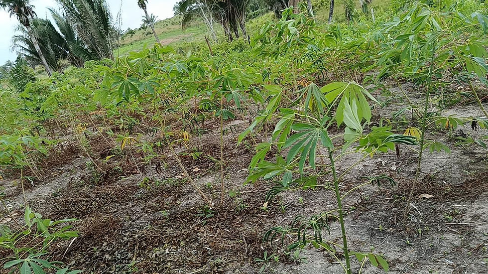 Plantação da agricultura familiar impactada por agrotóxicos.