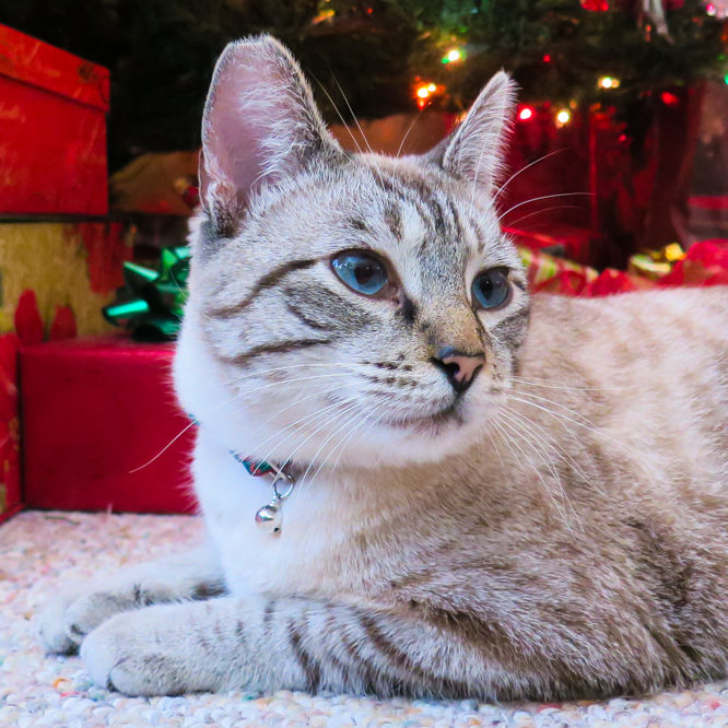 This is a picture of Chuck the cat taken with him sitting under the Christmas tree.