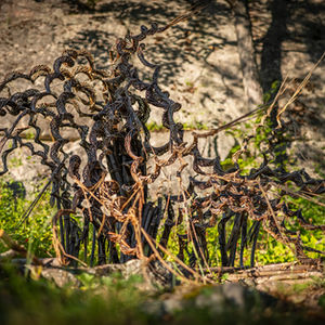 
Crédit photo : Frédérick Patoine