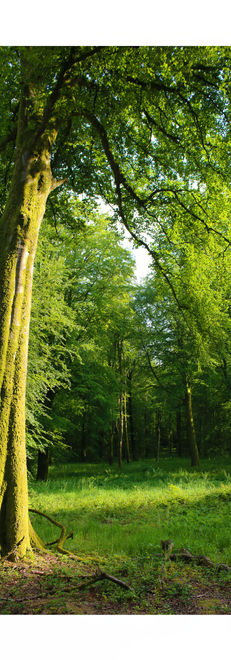 Arbre, France