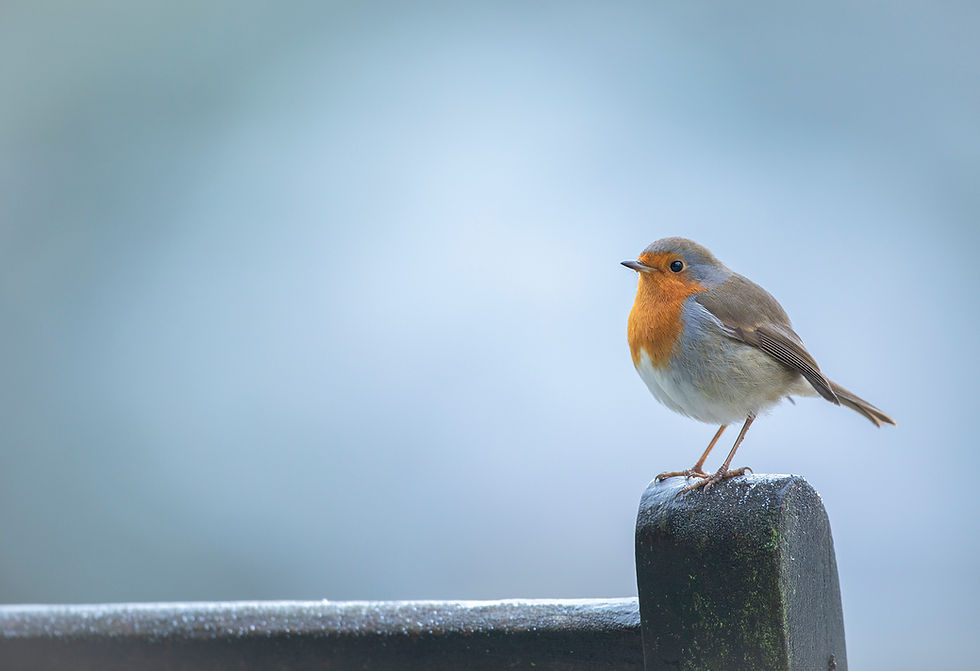 RSPB: Less is More This Winter