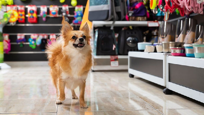 A dog at the Cuckfield Pet and Country Store