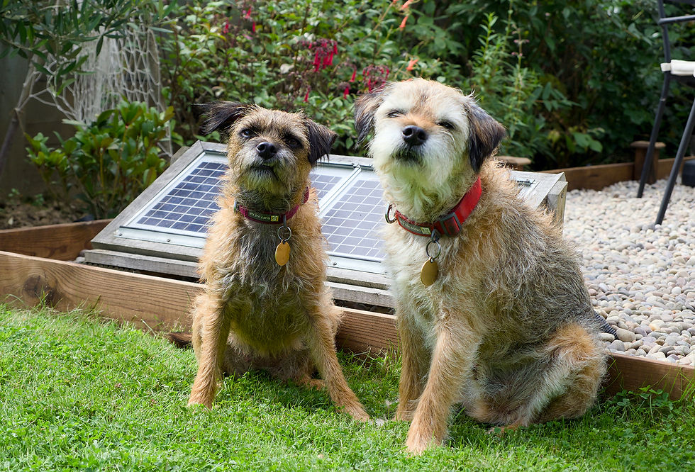 It’s a Dog’s Life: Terrier Energy
