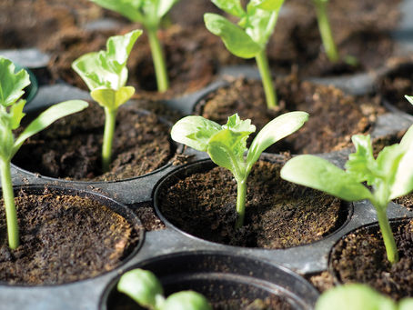 Blooming Times: Early to Rise