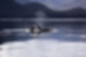 Orca Photo by Skeeze-Pixabay.png