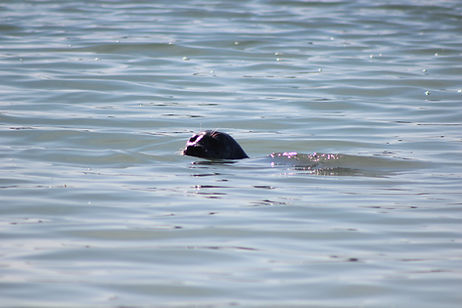 IMG_6170.JPG