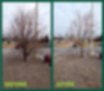 Before and after of structural pruning on ornamental tree.