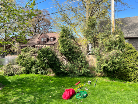 Downed arborvitae