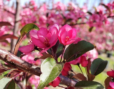 A Season-Long Guide to Maximizing Flowers in Your Yard