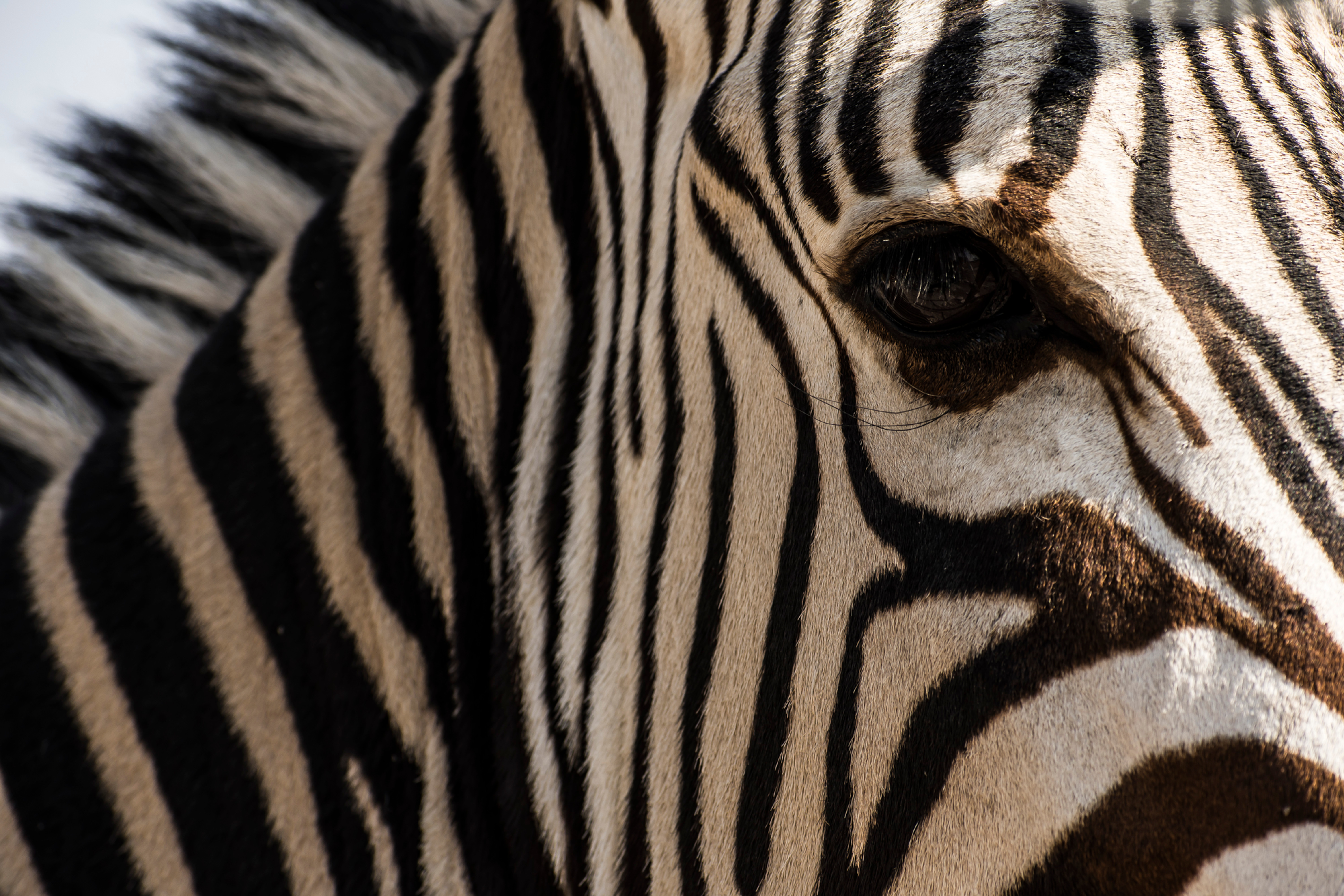 Zebra