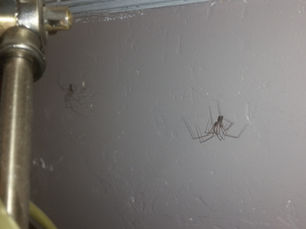Spider in the room 2