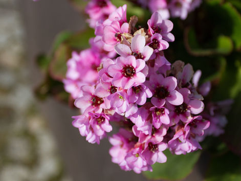 Your Five Senses as the Gateway to Natural Healing