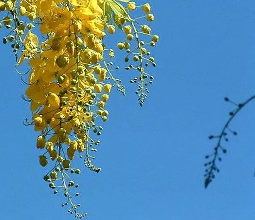 GALMALO | ayurveda