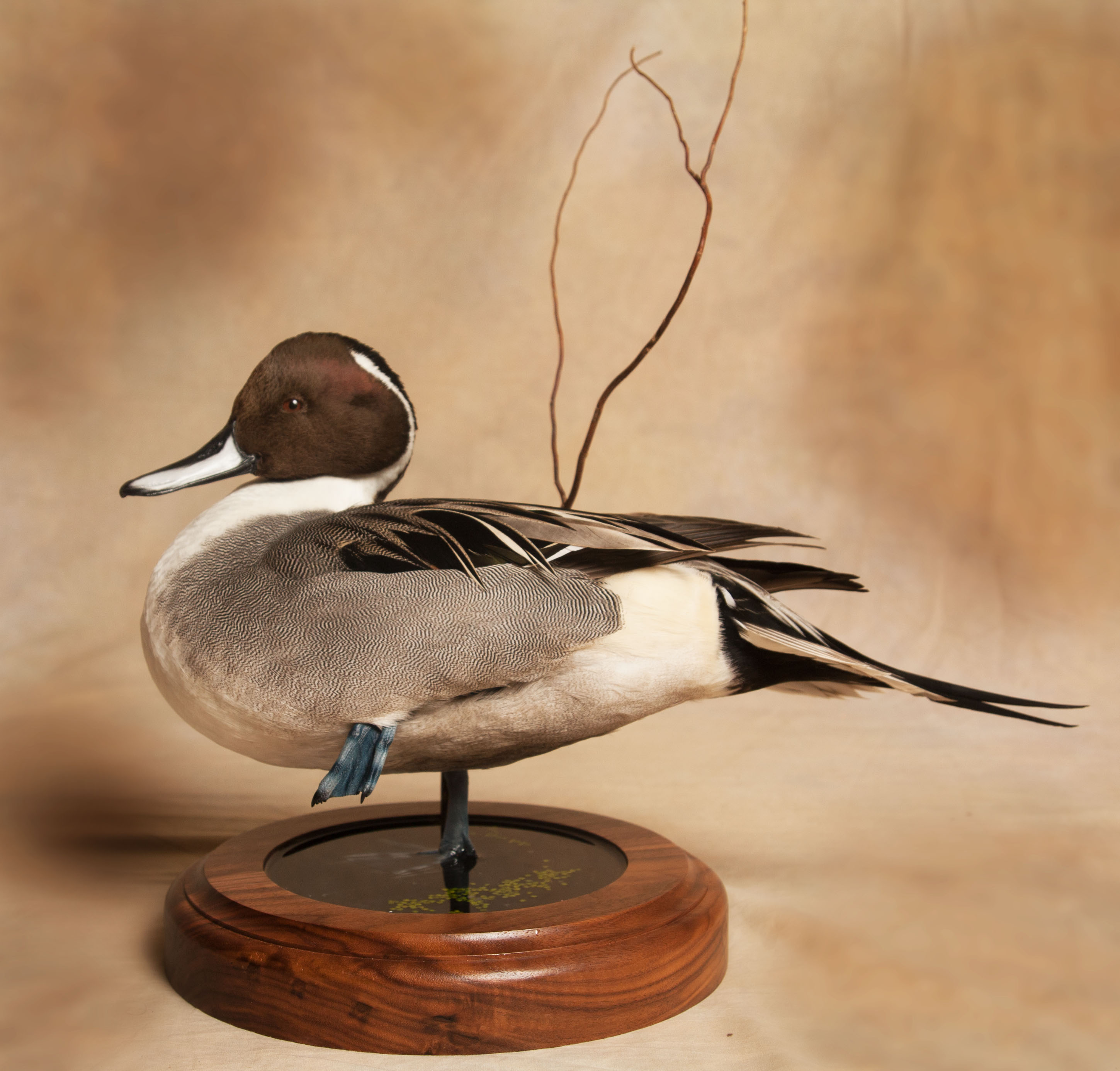 Gallery canecreektaxidermy