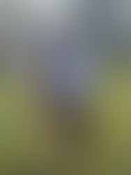 Finale du Championnat de France de Cross - 08/03/2026 - Carhaix 29