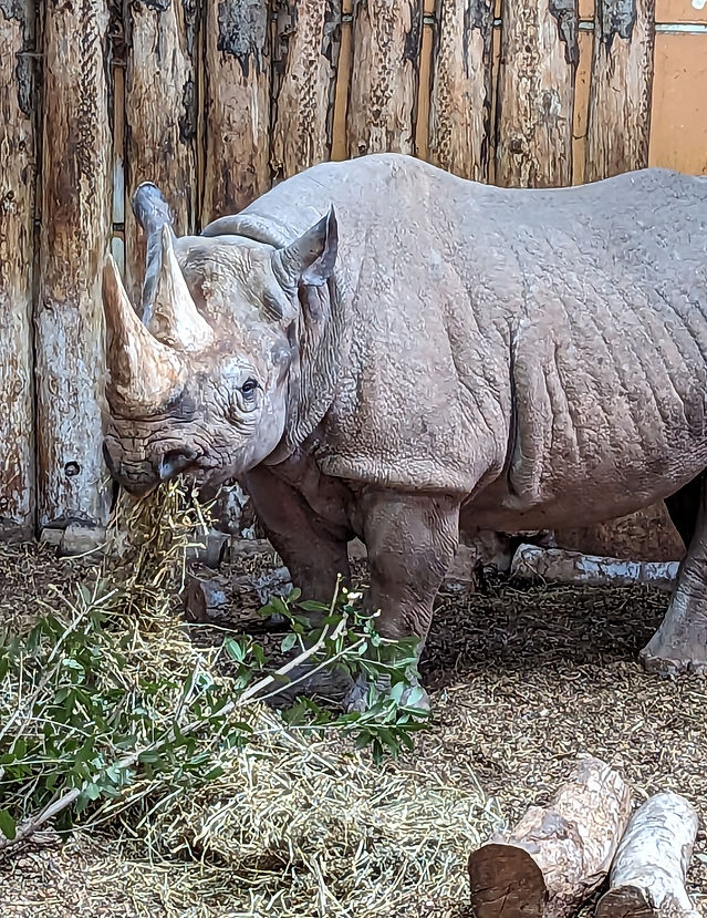 Rhino Paignton Zoo.jpg