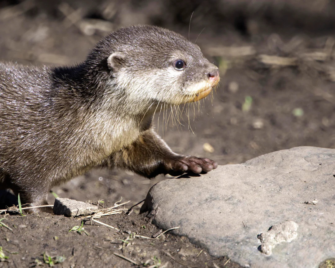 Buckfast Butterfly Farm and Dartmoor Otter Sanctuary