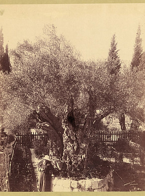 968px-Ancient_olive_trees_cared_for_by_Franciscan_monks,_Palestine,_Jerusalem,_Garden_of_G