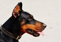 doberman-dog-animal-world-animal-89781