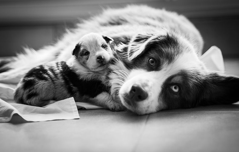 Chiot berger américain miniature