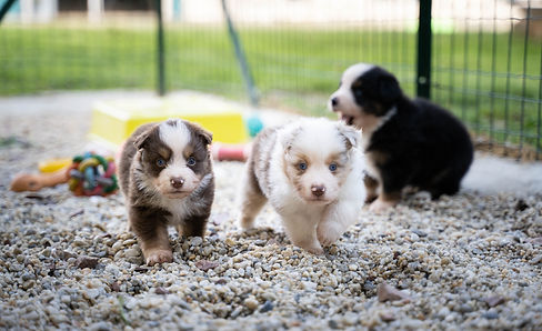 Replay & Nyméria dans le parc à chiot, Berger Américain Miniature De l'Univers D'Evine