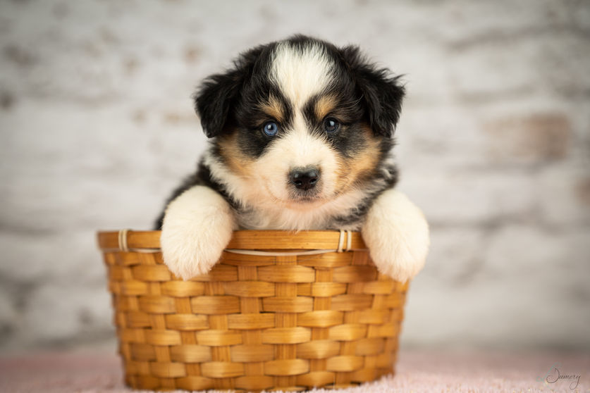 Chiots Listen & Oliver 5,5 semaines-37.jpg