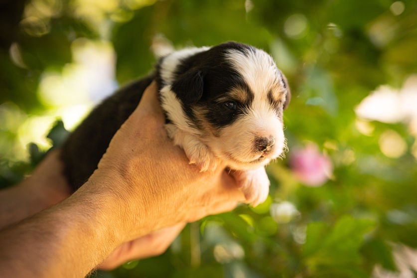 Chiots Listen & Oliver 2022
Berger Américain Miniature