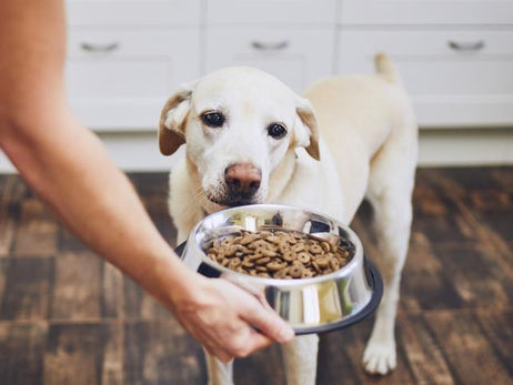 FEEDING YOUR DOG