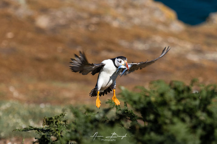 skomer island website photos-14.jpg