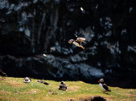 website wildlife photos-23.jpg