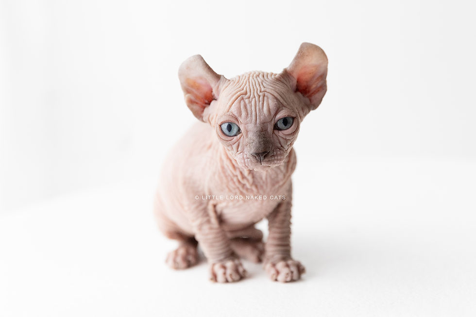 Elf-cat-breeder-Duchess-darwin