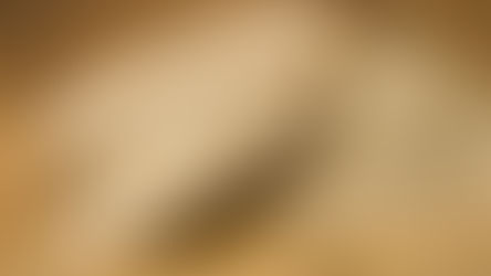 Sesame Seeds Market Outlook (2025–2034): Trends, Dynamics, and Future Opportunities