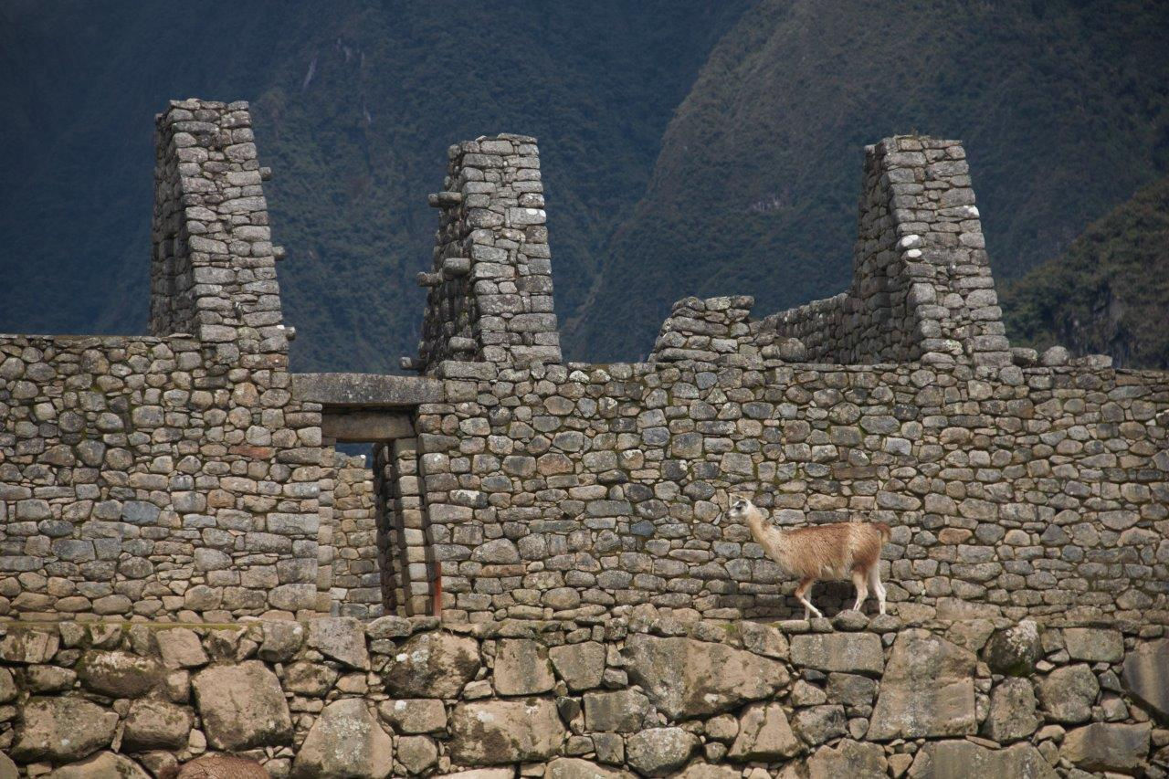 MP_ current owners - llamas