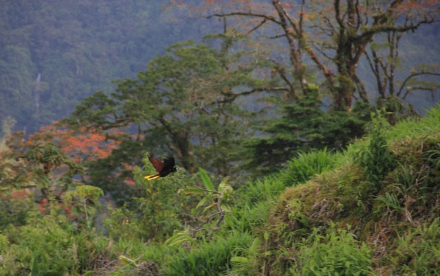 CR Montezuma bird