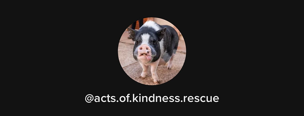 Saint Patrick’s Day