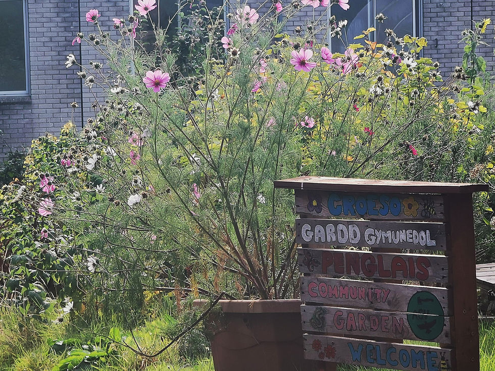Gardd Gymunedol Penglais yn dychwelyd i Undeb y Myfyrwyr