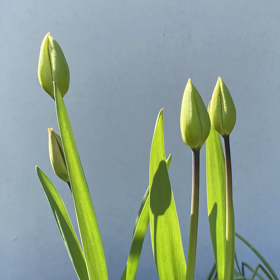 Stunning Architectural Tulips
