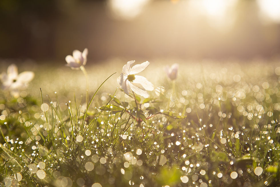 morning-4284120_1920.jpg