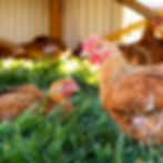 Thumbnail: Pasture Chicken
