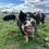 Thumbnail: Pasture Pig Lard